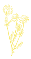 rose vector