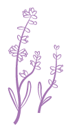 lavender vector