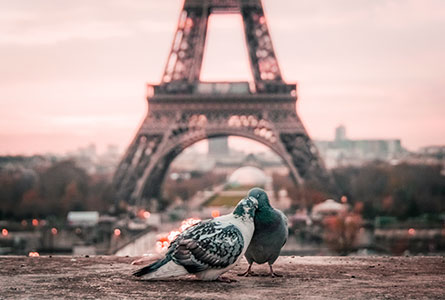 Beautiful Paris Moodboard: Birds in front of the Eiffel Tower